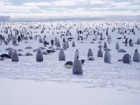 penguins last2.jpg